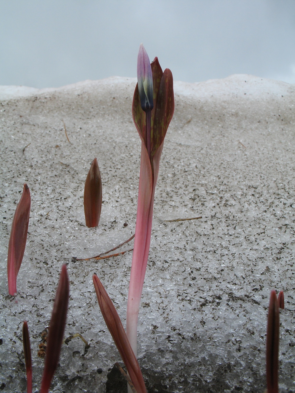 Изображение особи Erythronium sibiricum.