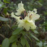 Rhododendron aureum