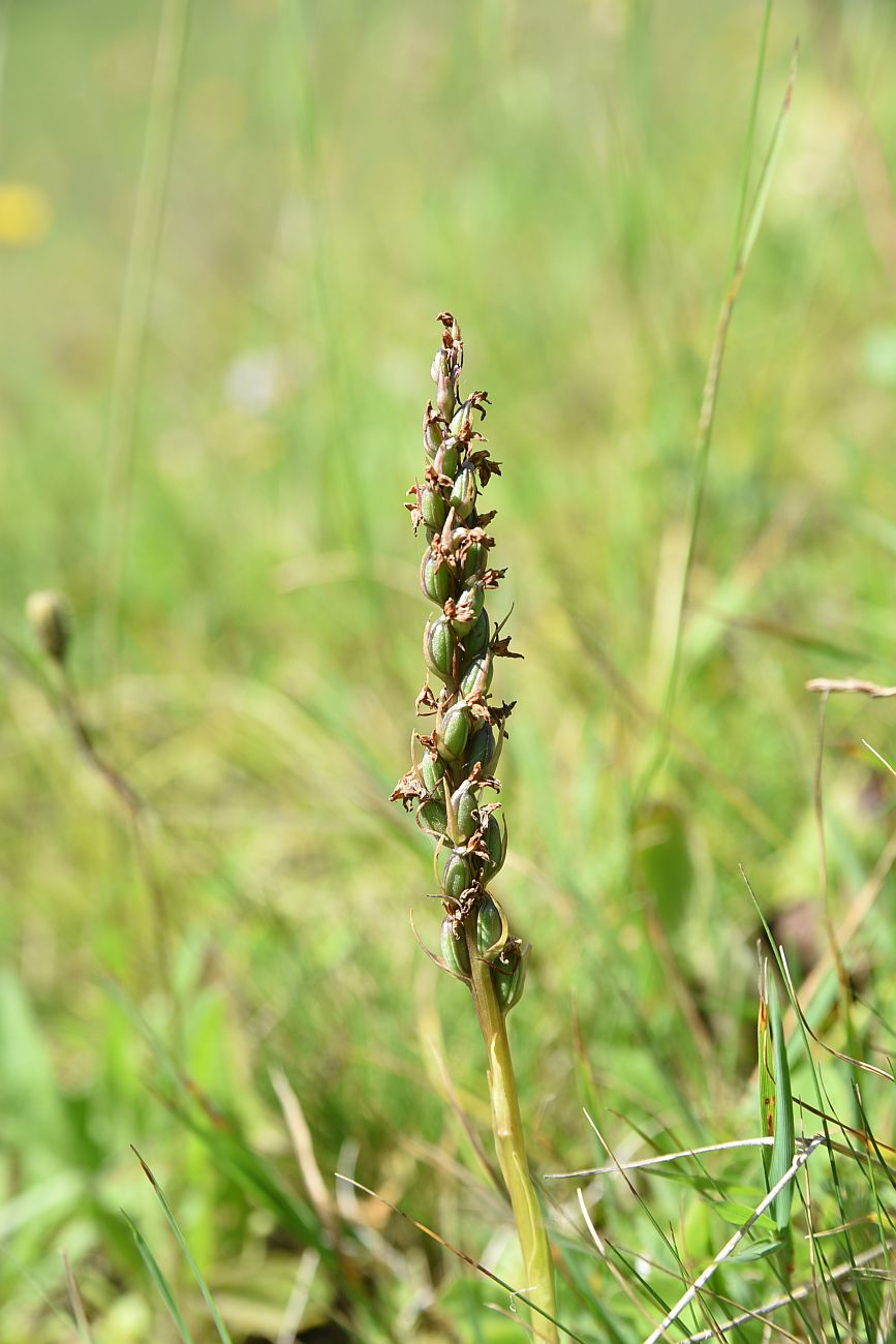 Image of familia Orchidaceae specimen.