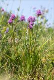 Allium schoenoprasum