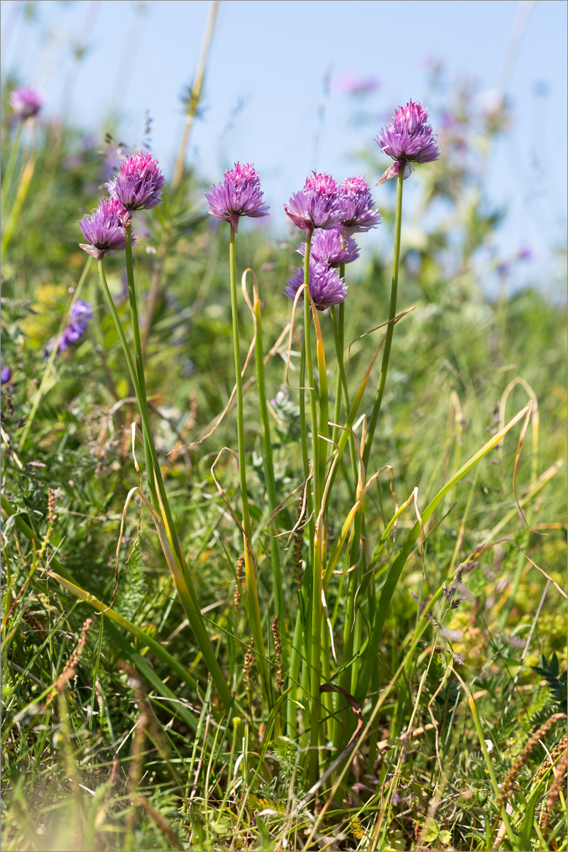 Изображение особи Allium schoenoprasum.