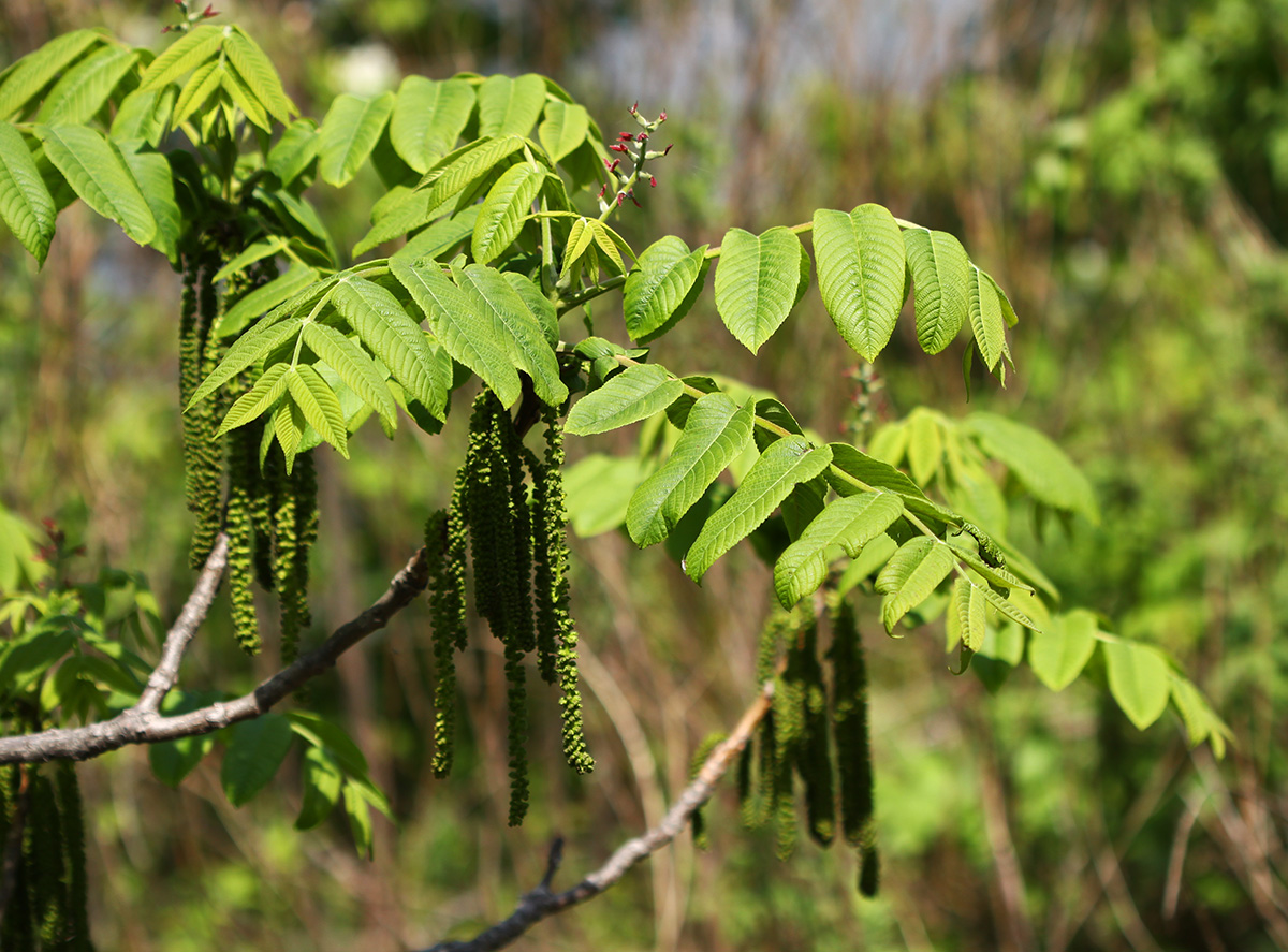 Изображение особи Juglans mandshurica.