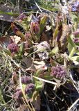 Pulmonaria mollis. Расцветающие соцветия. Бурятия, Кабанский р-н, обочина дороги. 22.05.2023.
