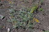 Tanacetum millefolium