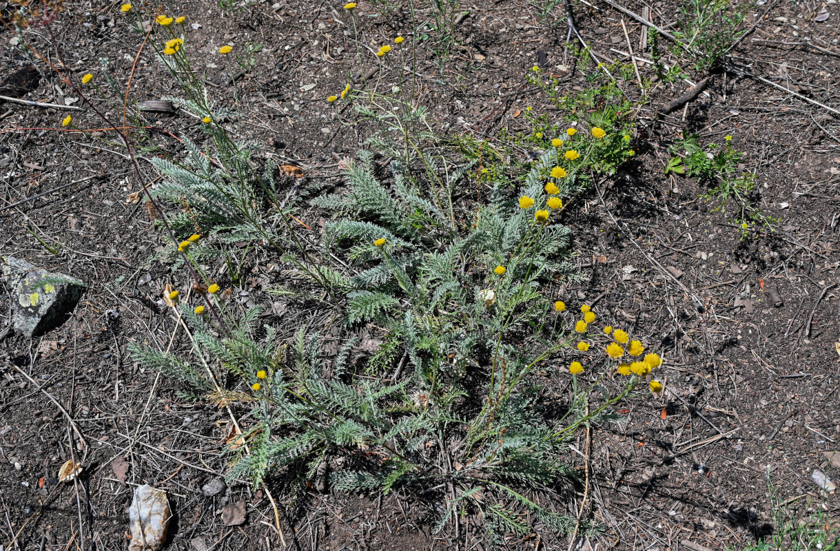 Image of Tanacetum millefolium specimen.