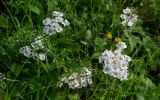 Achillea ptarmicifolia. Верхушка цветущего растения. Чечня, Веденский р-н, берег оз. Кезенойам, ≈ 1800 м н.у.м., луговой склон. 25.07.2022.