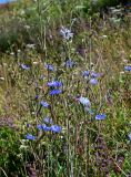 Cichorium intybus