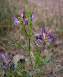 Astragalus arenarius. Верхушка цветущей веточки. Пермский край, г. Пермь, Ленинский р-н, слабо задернованный луг. 18.06.2023.