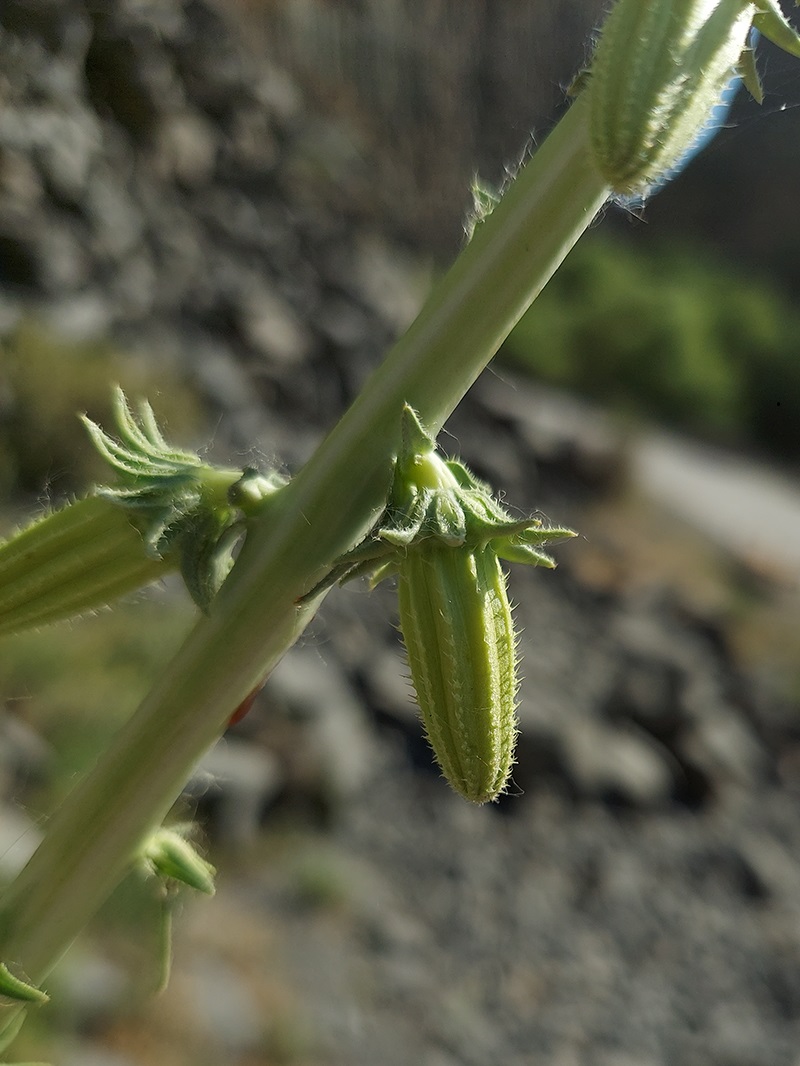 Image of Michauxia laevigata specimen.