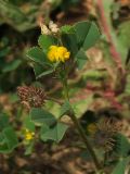 Medicago denticulata