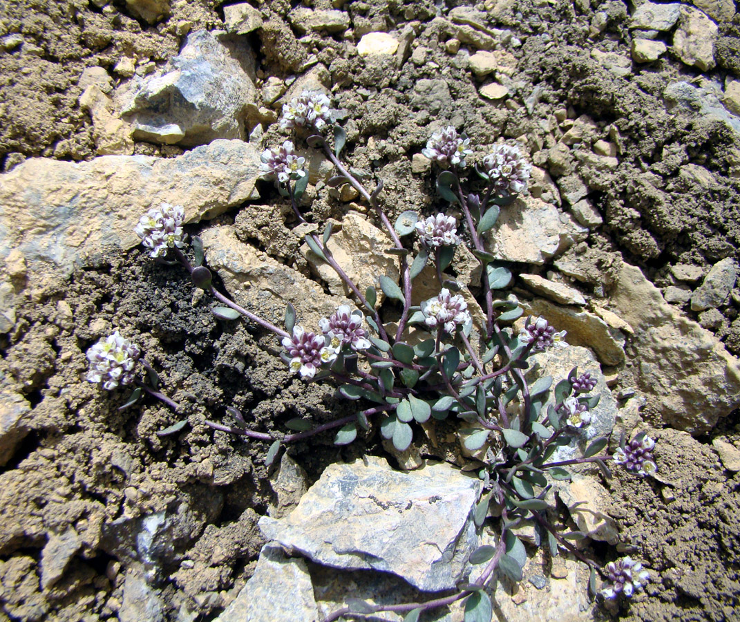 Image of Didymophysa fedtschenkoana specimen.