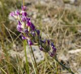 Oxytropis spicata. Верхушка доцветающего побега. Оренбургская обл., Беляевский р-н, Донской сельсовет, Долгие Горы, степной склон. 5 сентября 2023 г.