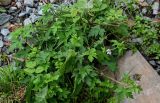 Geranium sibiricum. Цветущие растения в сообществе с Rubus и Stellaria. Сахалин, г. Южно-Сахалинск, горнолыжный комплекс \"Горный воздух\", каменистый склон. 09.08.2023.