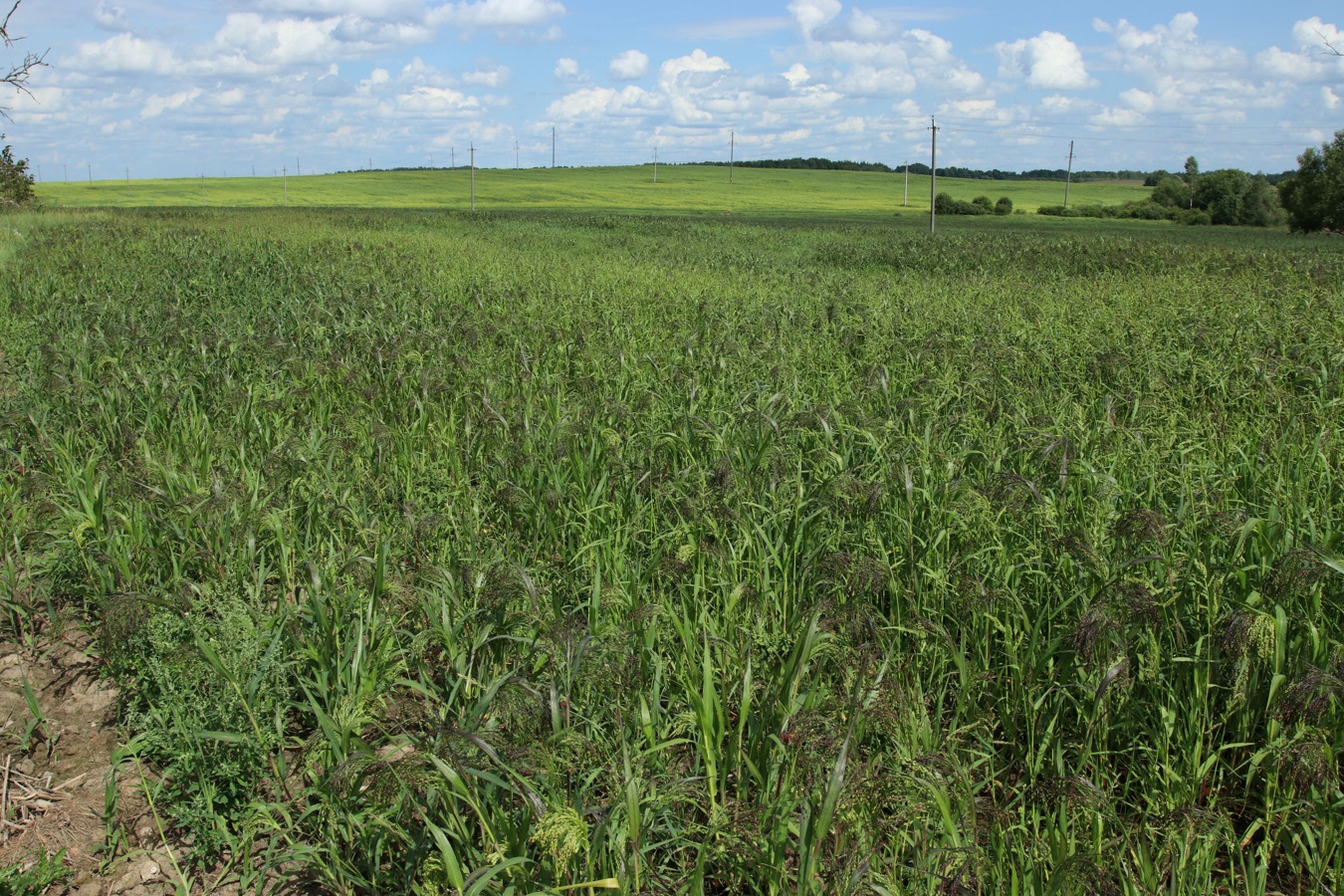 Изображение особи Panicum miliaceum.