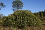 Salix cinerea. Вегетирующее растение. Калужская обл., Спас-Деменский р-н, окр. Малого Игнатовского болота, слегка заболоченный луг около истока р. Вдовчанка. 10 сентября 2022 г.
