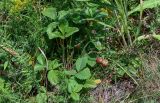 Fragaria viridis. Плодоносящее растение. Оренбургская обл., Кувандыкский гор. округ, окр. г. Кувандык, луг. 06.07.2023.