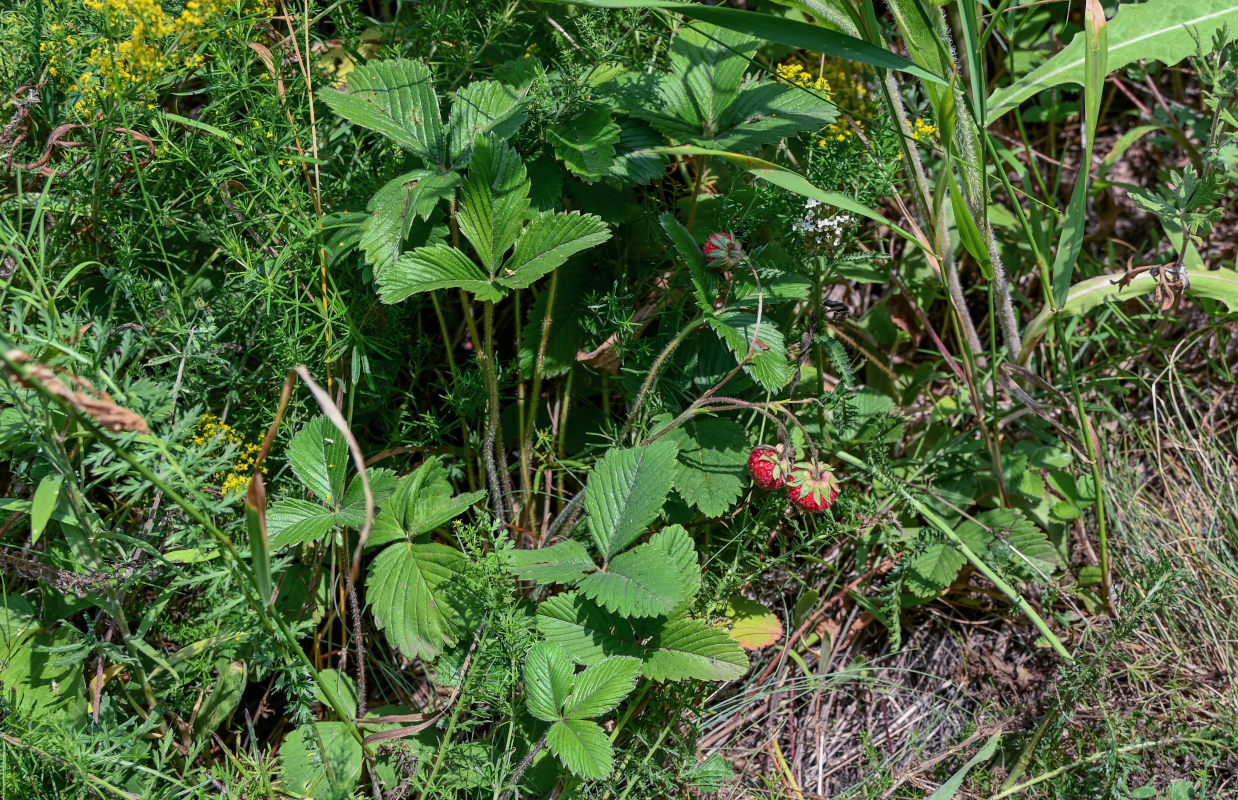 Изображение особи Fragaria viridis.