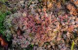 genus Sphagnum
