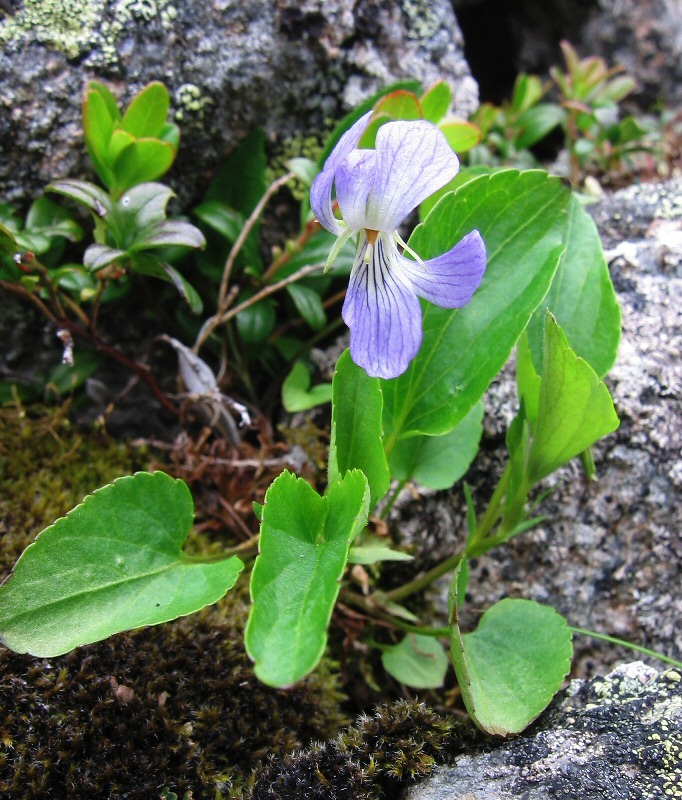 Image of Viola ruppii specimen.