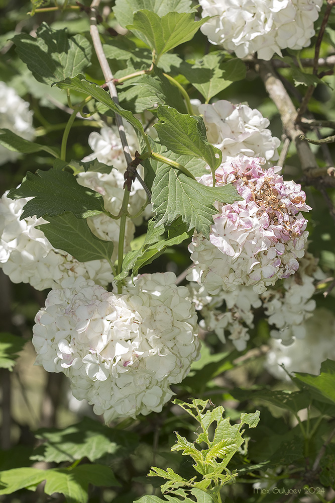 Изображение особи Viburnum opulus f. roseum.