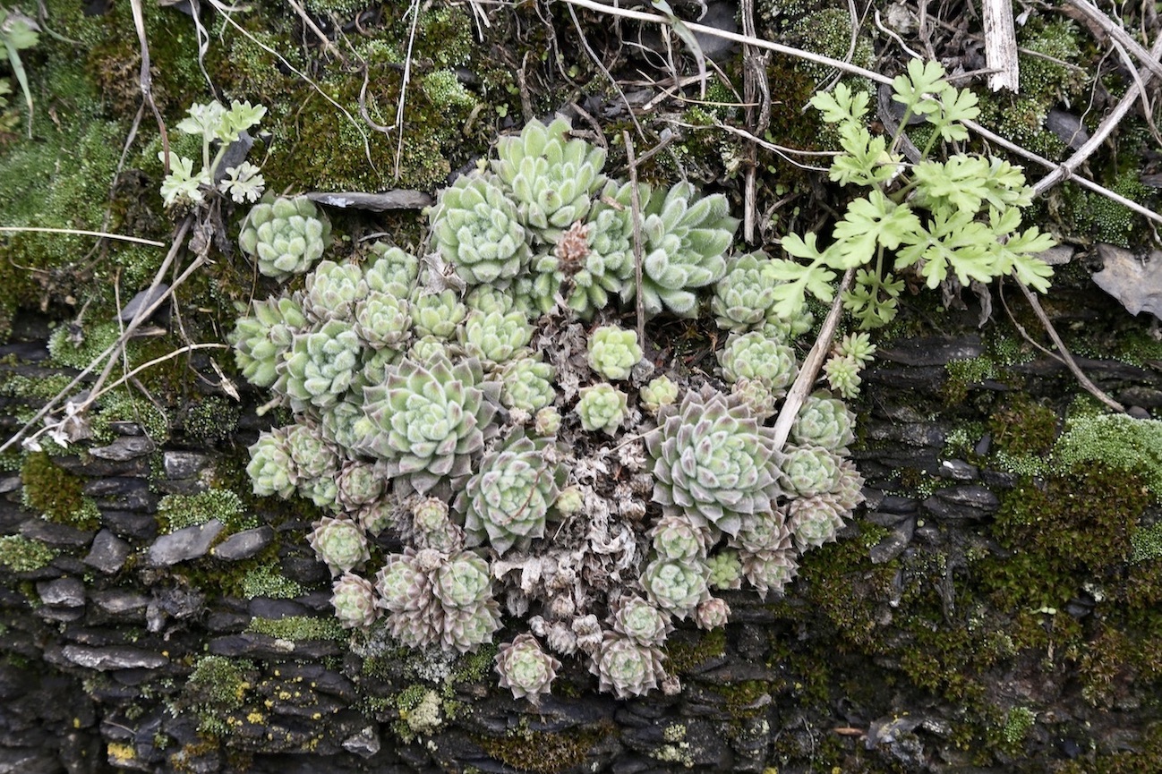 Image of Sempervivum pumilum specimen.
