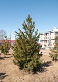 Pinus sibirica