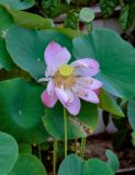 Nelumbo nucifera. Верхушка цветущего и плодоносящего растения. Малайзия, Джорджтаун, в культуре. 07.05.2017.