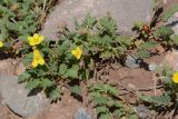 Potentilla orientalis