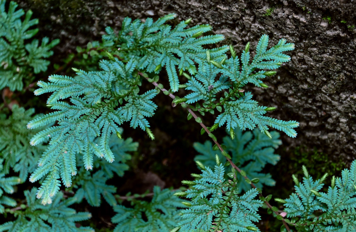 Изображение особи Selaginella willdenowii.