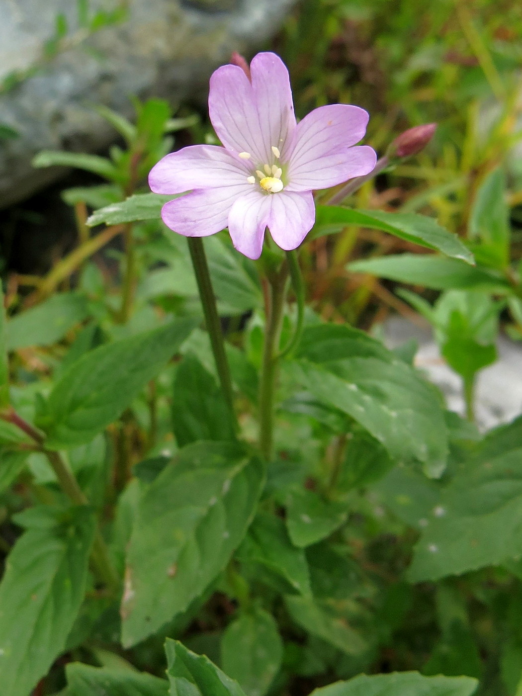 Image of Epilobium algidum specimen.