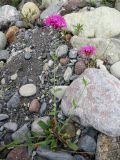 Silene compacta