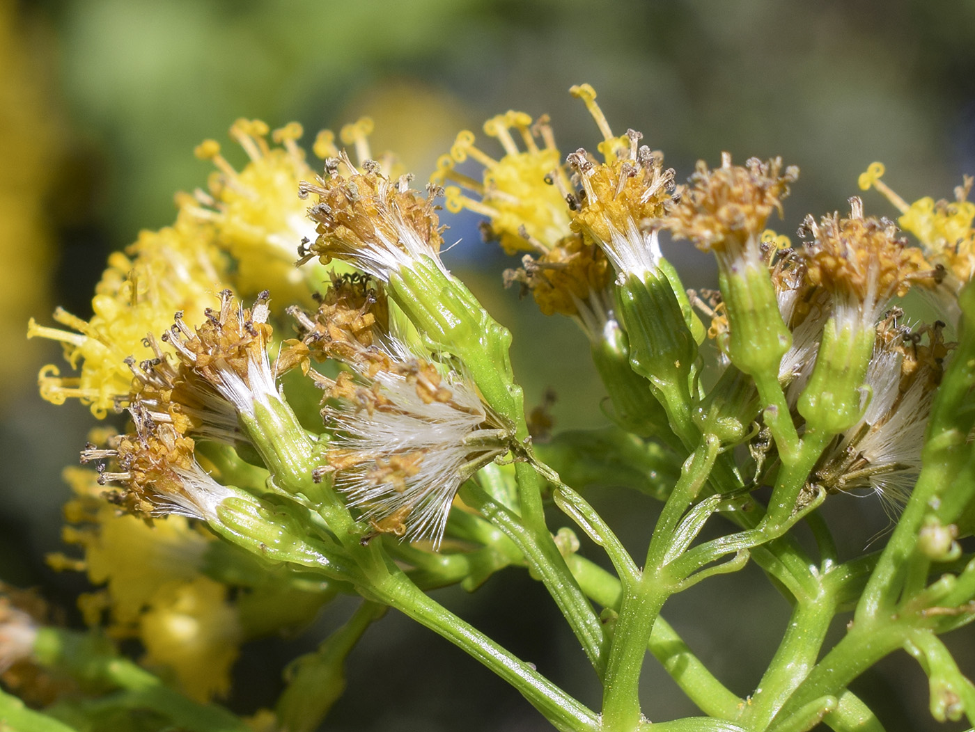 Image of Delairea odorata specimen.