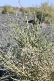 Arthrophytum balchaschense