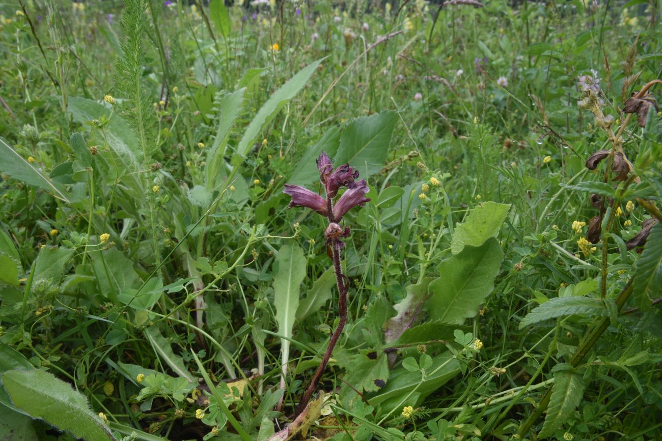 Изображение особи Orobanche owerinii.