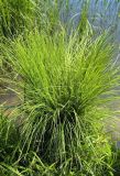 Carex nigra
