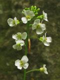 Arabidopsis arenosa