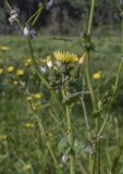 Sonchus oleraceus
