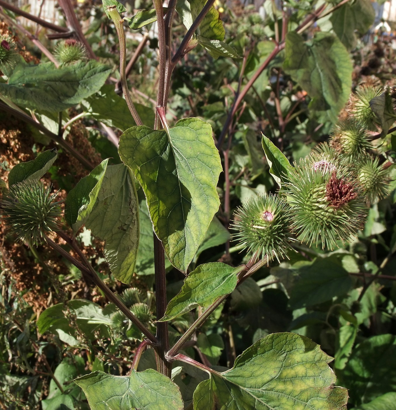 Image of Arctium lappa specimen.