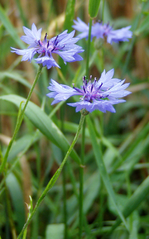 Image of Centaurea cyanus specimen.