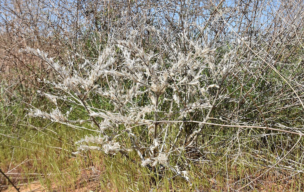 Image of Onosma setosa specimen.