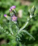 Carduus arabicus