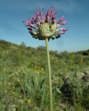 род Allium