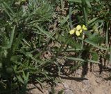 Erysimum substrigosum