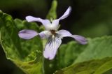 Viola acuminata. Цветок. Приморский край, Шкотовский р-н, окр. с. Новонежино, закустареная пойма ручья. 08.06.2025.