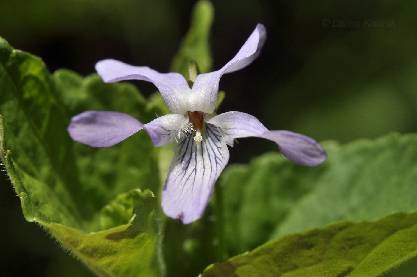 Изображение особи Viola acuminata.
