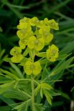 Euphorbia virgata