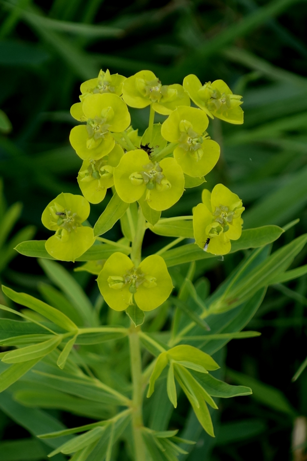 Изображение особи Euphorbia virgata.