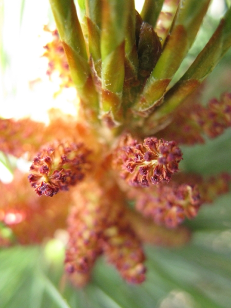 Image of Pinus pumila specimen.