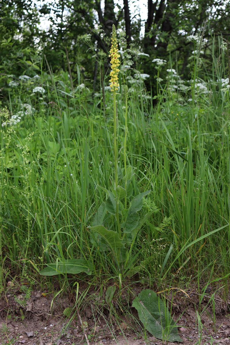 Image of Verbascum nigrum specimen.
