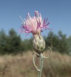 Centaurea majorovii